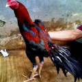 Ayam Bangkok Pakhoy dan Kelebihanya Melancarkan Serangan