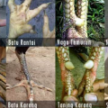 sisik kaki ayam juara, ayam bangkok juara, katuragan ayam bangkok juara, sisik kaki ayam pukul saraf
