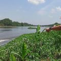 BPBD Kota Kediri Lakukan Pencarian Buaya Putih, Yang Sempat Viral