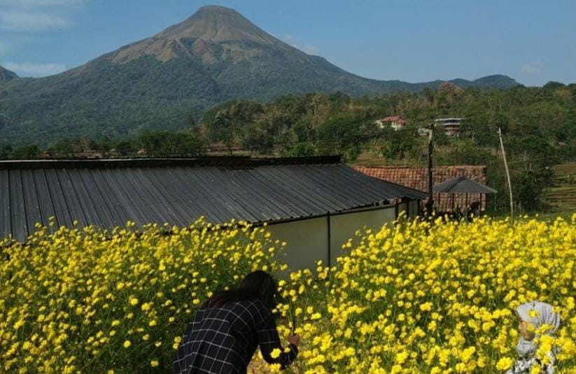 Bunga Refugia Di Kampung Organik Brenjonk Dijuluki Koreanya Mojokerto