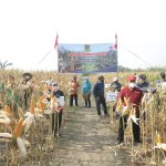 Hari Pangan Sedunia, Wali kota Mojokerto Panen Perdana Jagung dan Bantuan Permodalan