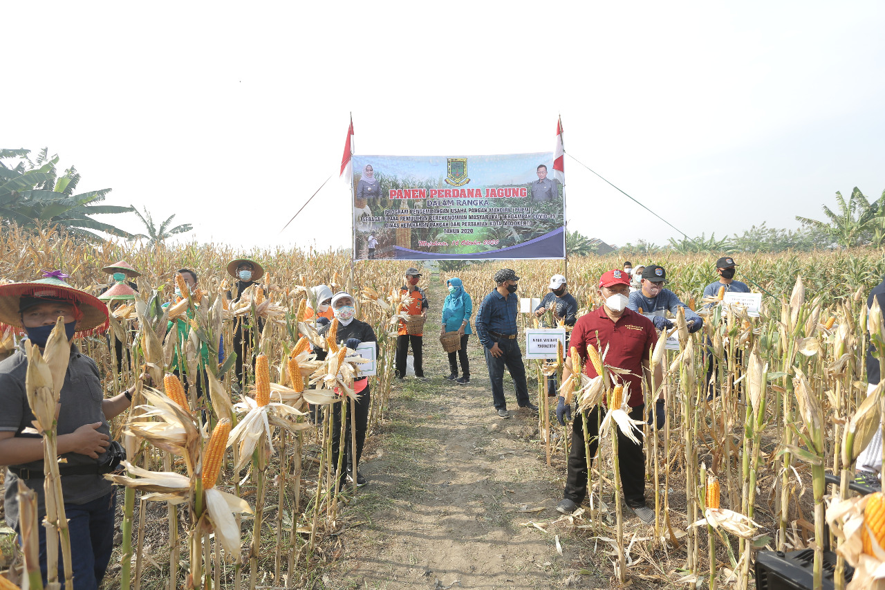 Hari Pangan Sedunia, Wali kota Mojokerto Panen Perdana Jagung dan Bantuan Permodalan