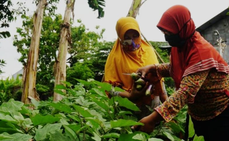 Lahan kosong jadi kebun