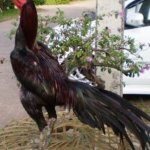Melatih Fisik Ayam Bangkok Pukul Saraf Dan Keras