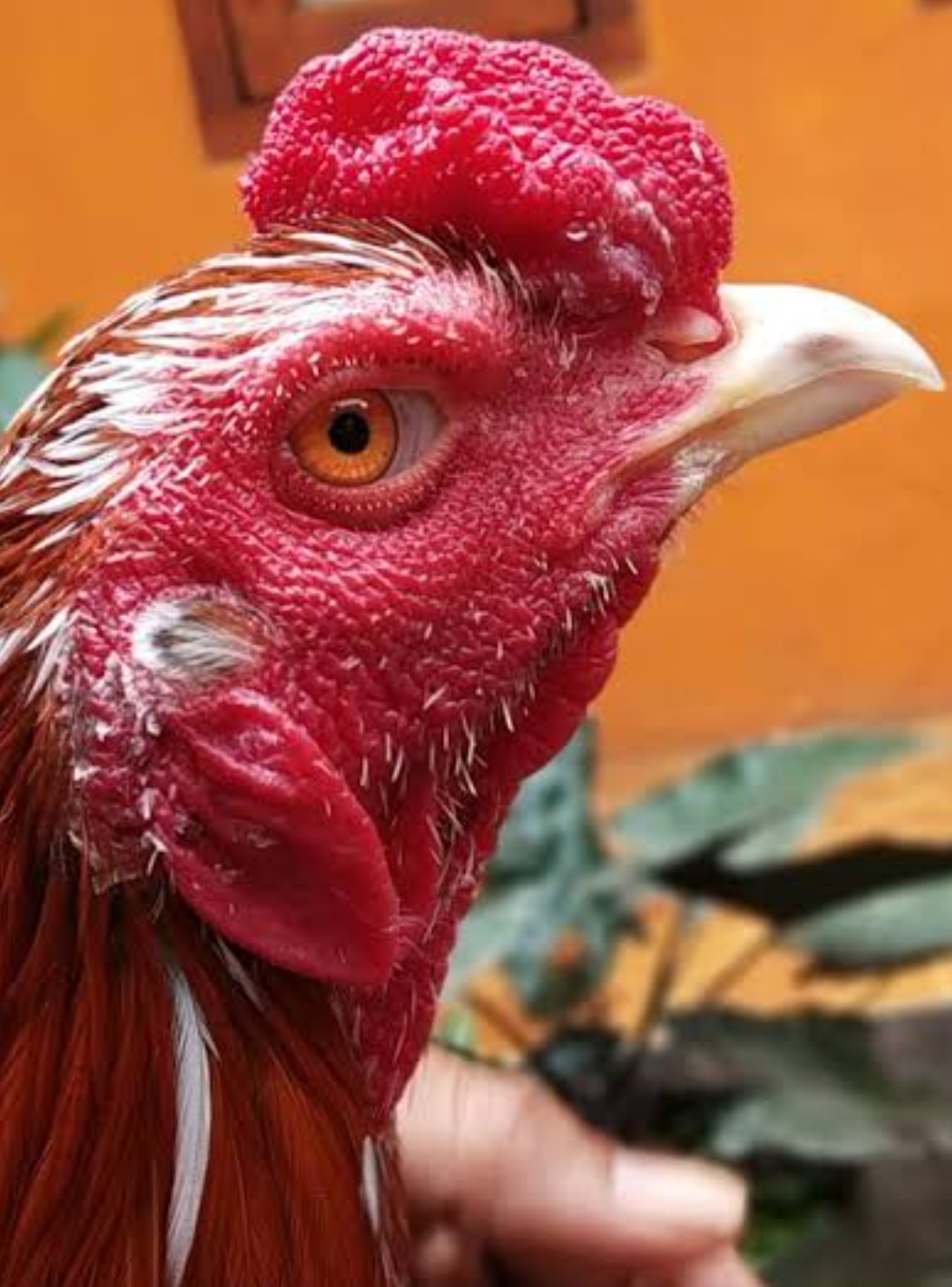 Cara Mengetahui Ayam Bangkok Pukul Keras Yang Siap Tarung