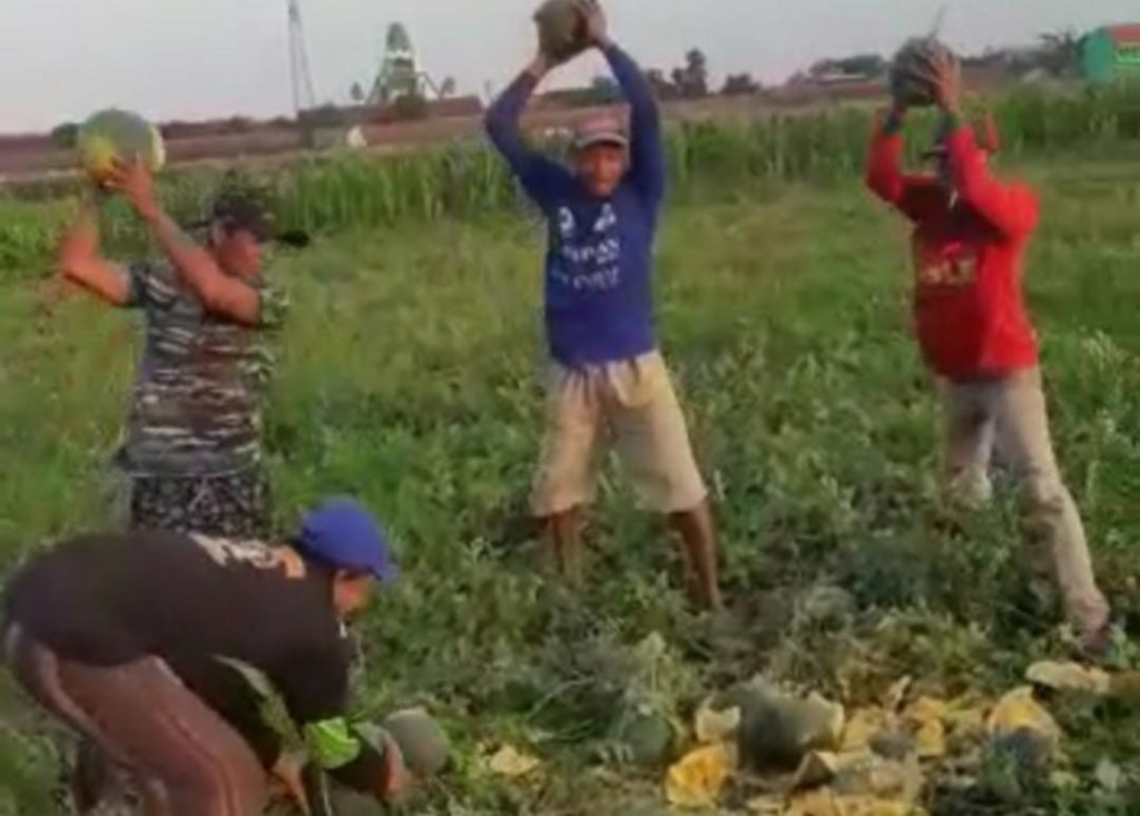 Viral, Semongko Hasil Panen Dihancurkan