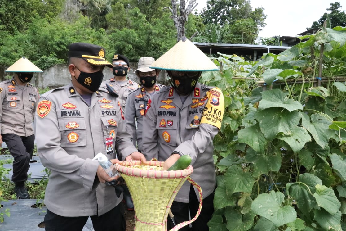 Wujudkan Program Kampung Tangguh, Kapolda Malut Kembali Pimpin Panen Raya Di Lokasi Kelurahan Sasa