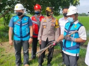 Masih Pasang Jebakan Tikus Listrik Petugas Putus Jaringan PLN Petani