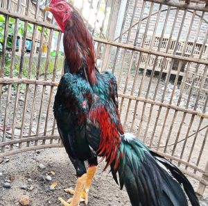 Ciri Ayam Bangkok Pukul Saraf Dengan Akurasi Tinggi 