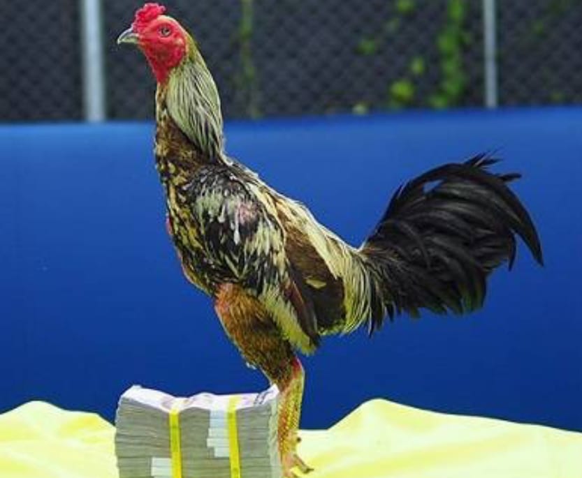 Ayam Aduan Phama Mahwing Jadi Yang Termahal Setelah Menang Tiga kali