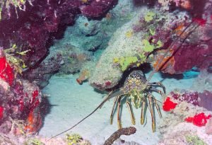 harga lobster