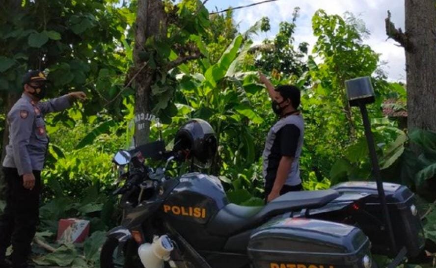 Tebang Pohon Pria Di Ponorogo Tewas