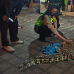 Kemunculan Buaya Air Tawar Bikin Geger Di Sidoarjo Akhirnya Berhasil Diamankan 