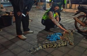 Kemunculan Buaya Air Tawar Bikin Geger Di Sidoarjo Akhirnya Berhasil Diamankan