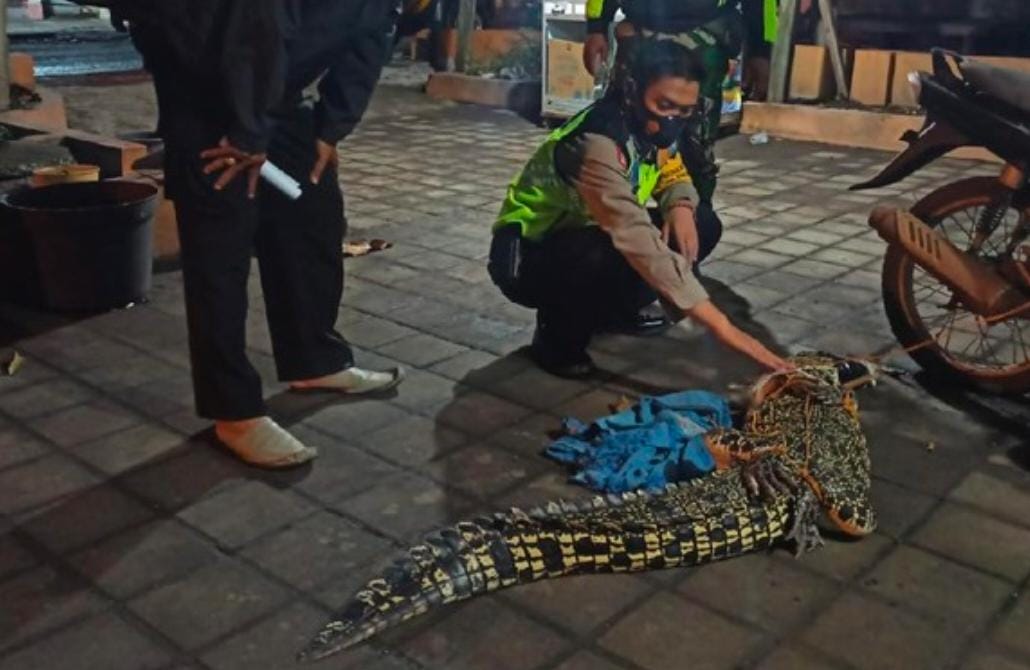 Kemunculan Buaya Air Tawar Bikin Geger Di Sidoarjo Akhirnya Berhasil Diamankan