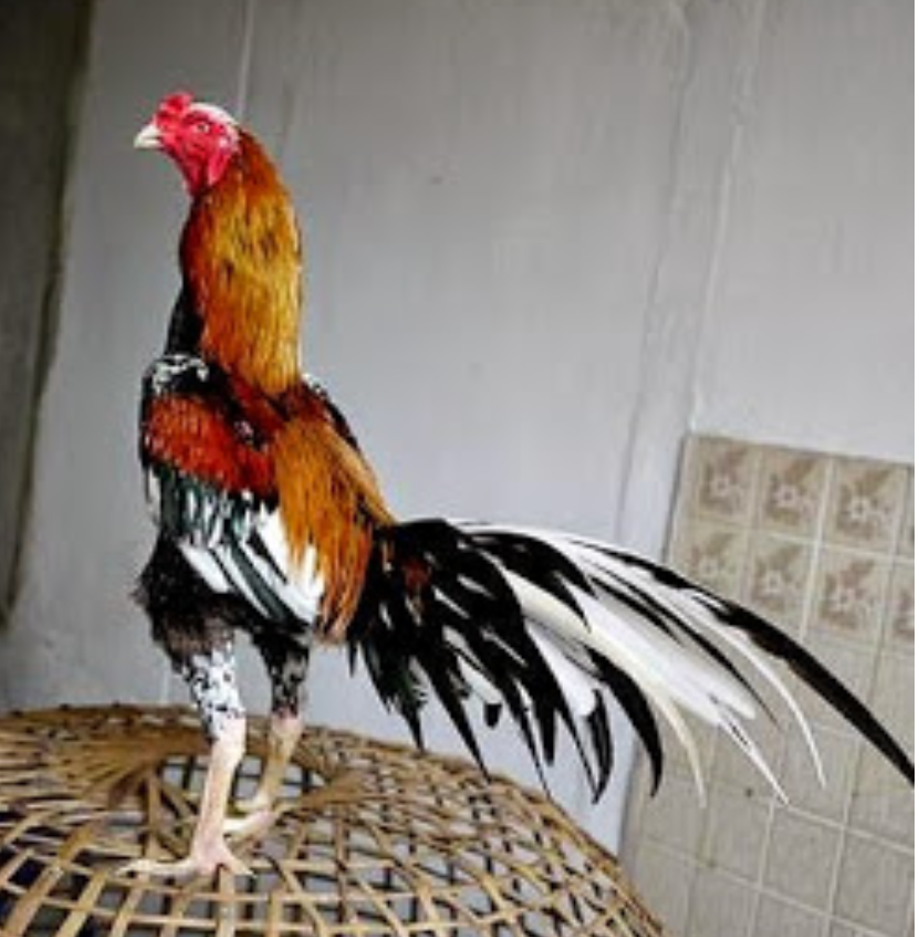 Cara Membentuk Ayam Bangkok Jadi Juara Sejati