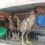 Cara Agar Anak Ayam Bangkok Bertulang Kokoh Berpotensi Jadi Juara