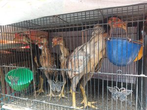 Cara Agar Anak Ayam Bangkok Bertulang Kokoh Berpotensi Jadi Juara