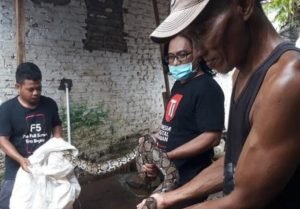 Ular Piton Sepanjang 3.5 meter Di Pasuruan Saat Banjir Hebohkan Warga