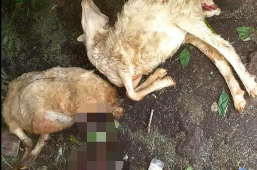 Terungkap Penyebab Belasan Kambing di Bondowoso Mati Misterius