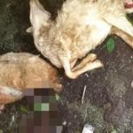 Belasan Hewan Mati Misterius Dengan Luka Di Leher Hebohkan Warga Bondowoso