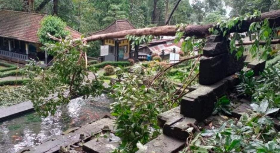 Patirtaaan Jolotundo Tertimpa Pohon Tumbang Akibat Angin Kencang