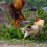 Cara Pemberian Pakan Ayam Bangkok Agar Nafas Panjang Dan Bertenaga