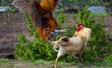 Ayam Bangkok Pukul Ko Berikut Ciri Cirinya Lentera Inspiratif