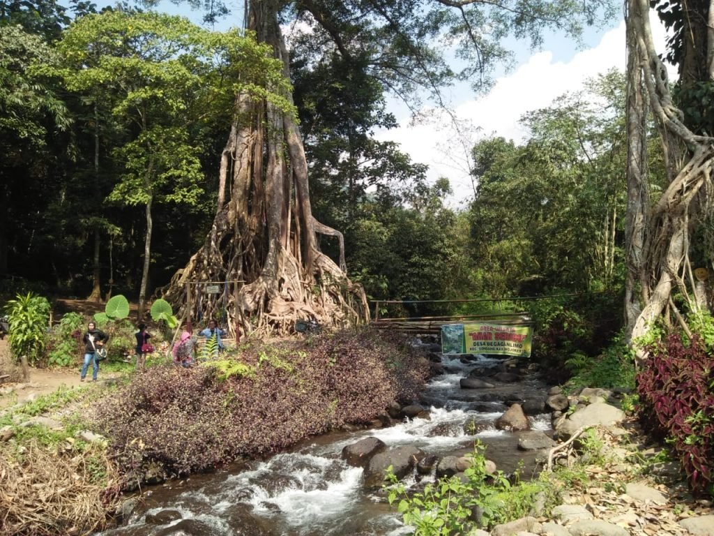 Pohon Berusia Ratusan Tahun Disebut Pohon Akar Seribu Jadi Wisata Alam Di mojokerto