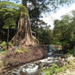 Pohon Berusia Ratusan Tahun Disebut Pohon Akar Seribu Jadi Wisata Alam Di mojokerto