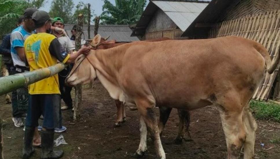 Dampak Abu Vulkanik Gunung Raung, Ratusan Hewan Ternak Warga Lereng Gunung Dilaporkan Sakit