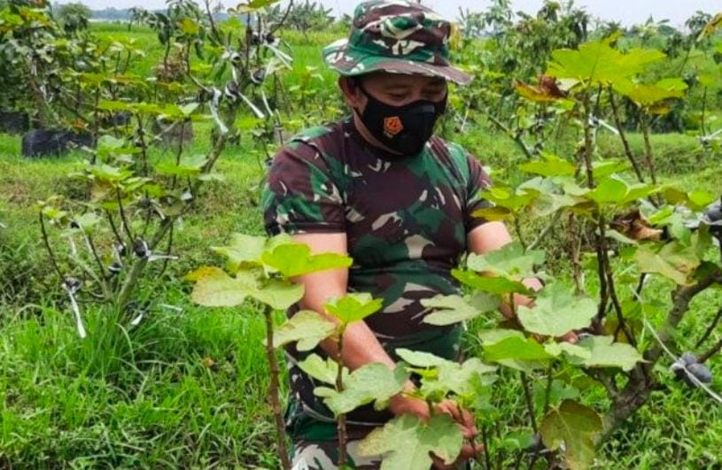 Rahasia Anggota Kodim di Mojokerto Berhasil Budidaya Buah Tin