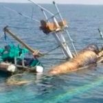 Tarik Jaring Penuh Ikan Kapal Nelayan Terbalik