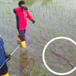 Buaya Berkeliaran Di Sawah Bojonegoro Hebohkan Warga