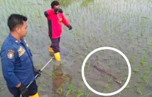 Buaya Berkeliaran Di Sawah Bojonegoro Hebohkan Warga