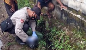 Penemuan Mayat Bayi Terbungkus Plastik di Pasuruan Gegerkan Warga