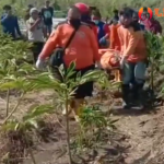 Terungkap Identitas Mayat Pria Di Kebun Singkong Tumapel Mojokerto