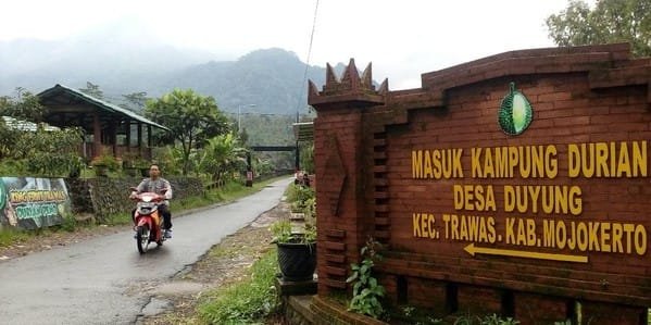 Wisata Mendem Duren Fresh Green Duyung Trawas Hill