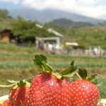 Menilik Wisata Edukasi Kebun Strawberry Farm Pacet