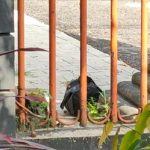 Terungkap Tas Mencurigakan di kantor DPRD kota Kediri, Ternyata Berisi Baterai