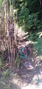 Mayat Wanita Terbungkus Tikar di Lahan Tebu Diduga Korban Pembunuhan