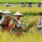 BUMD Bidang Pertanian Diklaim Bisa Atasi Hasil Panen Murah