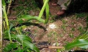 Pamit Mencari Rumput, Pemuda Ini Justru Ditemukan Tewas Di Ladang Jagung