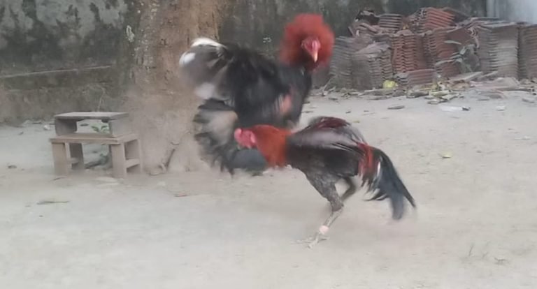 Cara Mempersiapkan Ayam Petarung Sebelum Di Adu