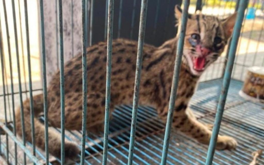 Macan Rembah Ditemukan Di Rumah Wakil Ketua DPRD Jember, Sempat Dikira Kucing
