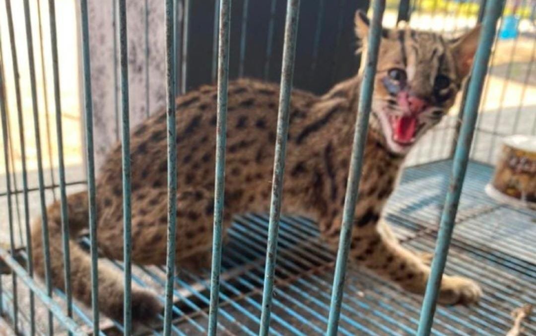 Macan Rembah Ditemukan Di Rumah Wakil Ketua DPRD Jember, Sempat Dikira Kucing