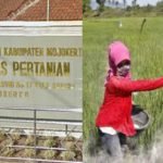 Pupuk Langka Di Mojokerto Petani Pertanyakan Kerja Dinas Pertanian