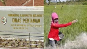 Pupuk Langka Di Mojokerto Petani Pertanyakan Kerja Dinas Pertanian