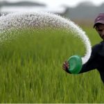 Pupuk Langka Di Mojokerto Pemerintah Pusat Malah Pangkas 60 Persen Alokasi Pupuk Bersubsidi 