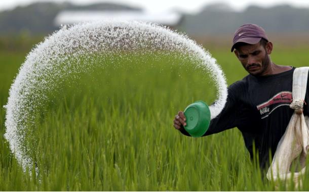 Pupuk Langka Di Mojokerto Pemerintah Pusat Malah Pangkas 60 Persen Alokasi Pupuk Bersubsidi 